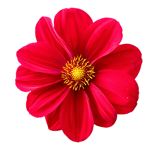 red-flower
