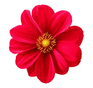 red-flower